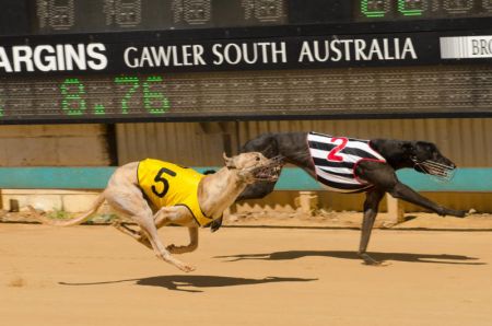 greyhounds racing