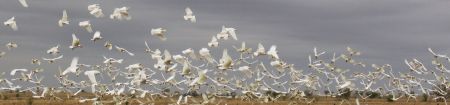 corellas