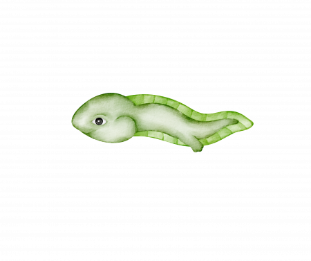 Tadpole Level