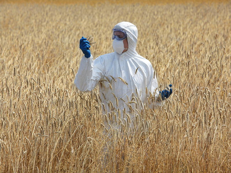 Genetically Modified Crops - Stock Image