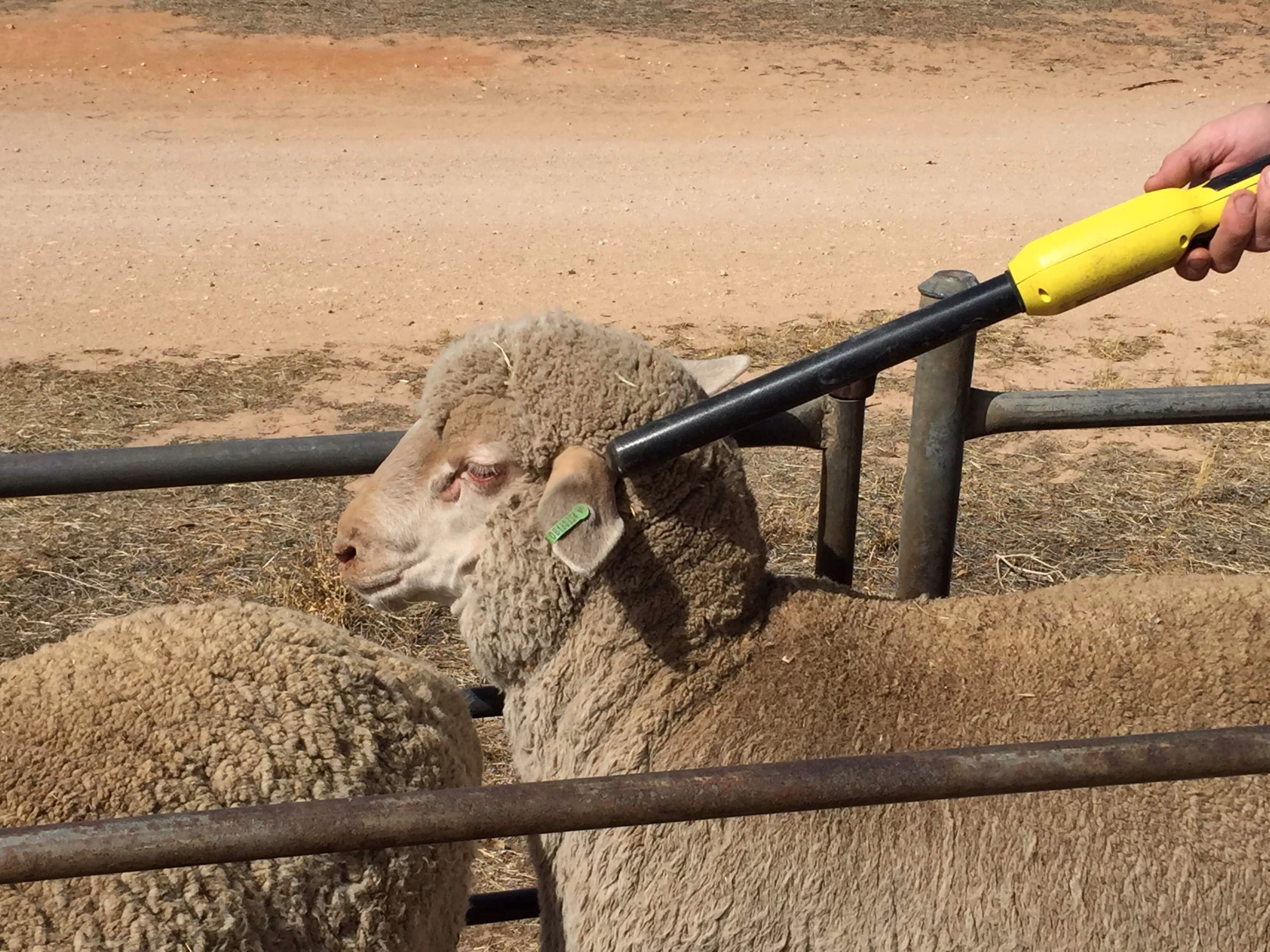 eID for sheep